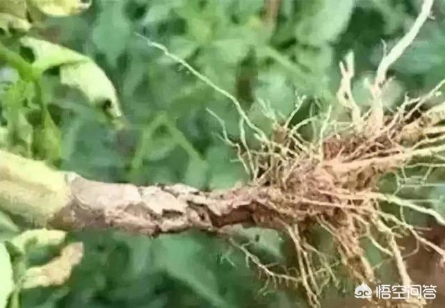 可得治:夏季雨水多，几场雨下来导致辣椒大量落叶，应该如何防治？