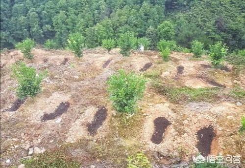花清丹滋养型有排泄物:为什么用鸡鸭的粪便充当农家肥种植农作物，农作物会枯萎？