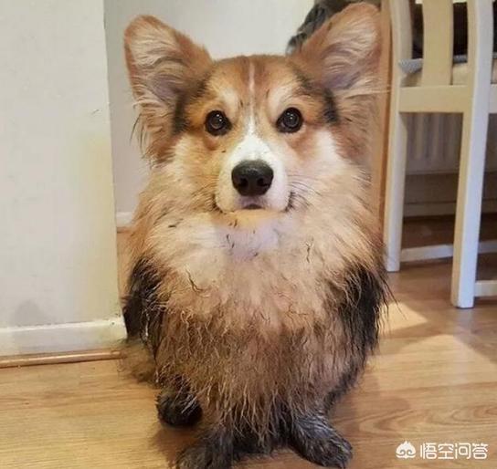 英国皇室犬柯基价格:关于柯基犬的一些小秘密，你知道几个？