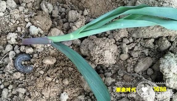 玉米地出现很多地老虎,怎么防治最有效？