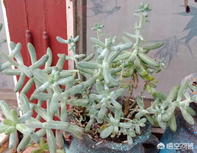 多肉 八千代:我爸给我把多肉浇成菜了怎么办？