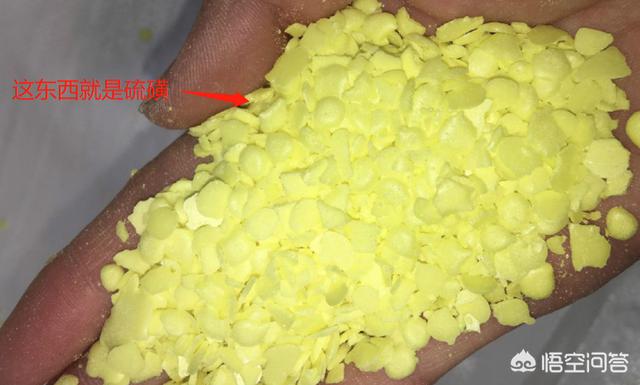 骏枣和灰枣的区别有哪些，怎样辨别出被硫磺熏制过的大枣