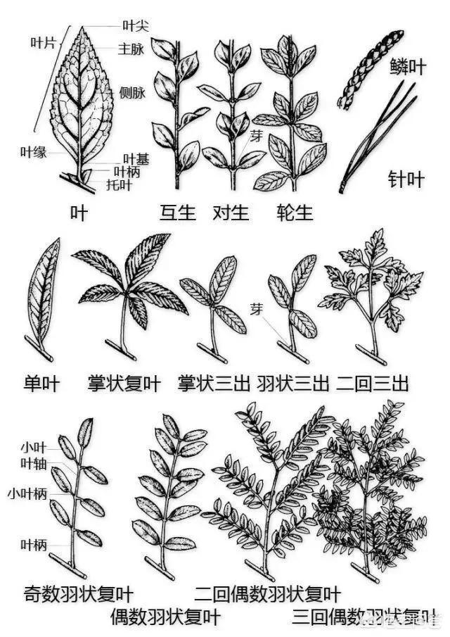 荷花玉兰单叶还是复叶:荷花玉兰的叶子是单叶还是复叶 荷花玉兰和广玉兰是不是同一个品种？