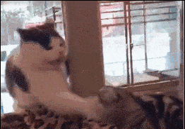 两只短腿猫打架:我家两只猫一公一母，两只猫天天打架，想知道他俩是真打还是玩？