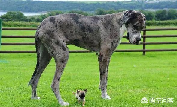 混血大丹犬价格:世界上最大的是犬种可以和最小的犬种杂交吗？ 黑色大丹犬价格表