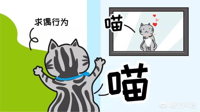 半夜猫叫代表什么:半夜听到猫叫难受的要崩溃是什么情况？