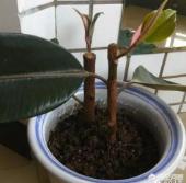 印度橡皮树如何叶插:怎样能让橡皮树长出几个头？