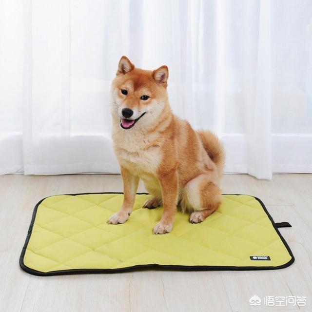 斗牛犬躲冰箱避暑视频:炎炎夏日，铲屎官们知道该如何和宠物度过一个愉快的夏季吗？ 斗牛犬躲冰箱避暑