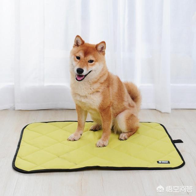 斗牛犬躲冰箱避暑:夏天狗狗独自在家怎么给它避暑？狗狗在家中要不要开空调呢？