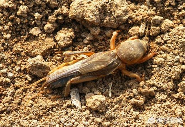 头条问答 - 水稻田地下害虫什么药好使?水?(1个回答)