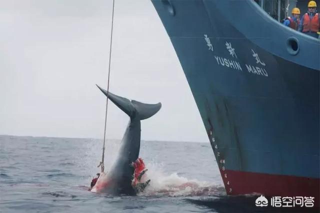 小须鲸:防御逆天的弓头鲸天下无敌，对决最强咬力的巨齿鲨如何？