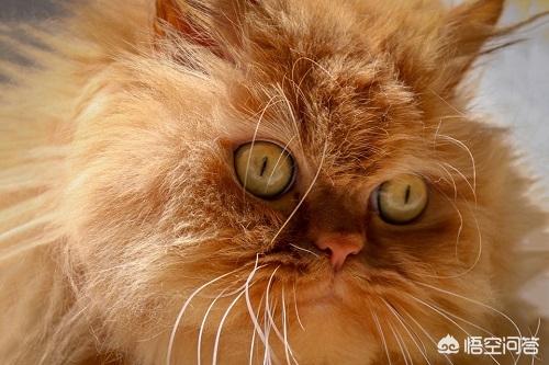波斯猫的图片或资料:波斯猫爆毛和不爆毛的区别什么，猫咪爆毛好吗？