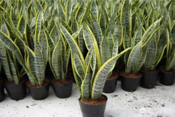 橡皮树图片:没有阳光，适合种植什么花草？