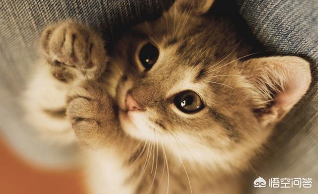萨凡纳猫萌宠成长记:#萌星人成长记#狗狗是不是故意撕家的？