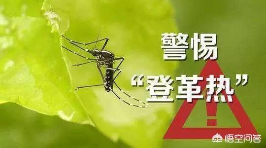 登革热是什么,登革热高发季节要怎么预防？