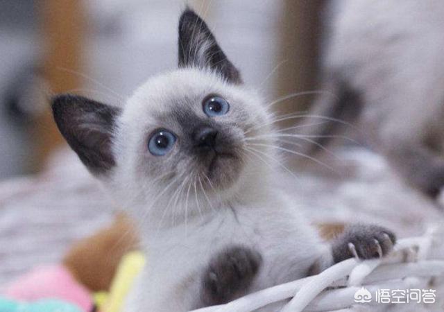 猫泛白细胞减少症传染:猫咪呕吐不止一次有危险吗？