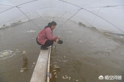 雪球虾死亡:南美对虾养殖出现死虾怎么应对？