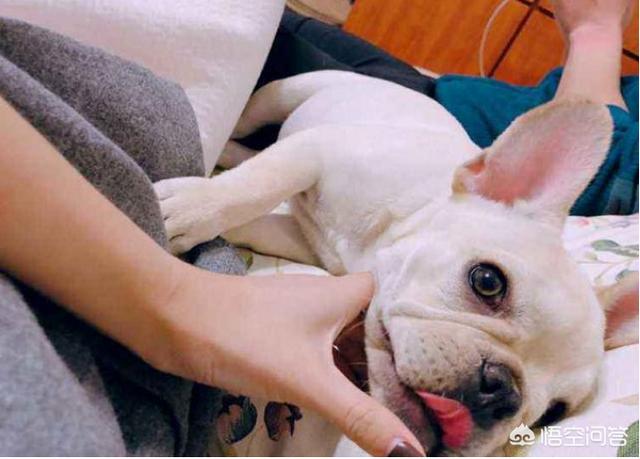法斗犬如何训练:准备养一只斗牛犬，有什么需要注意的问题吗？