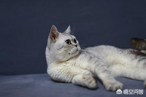 猫滴了驱虫药全身痒:猫咪身上痒怎么回事？什么原因？