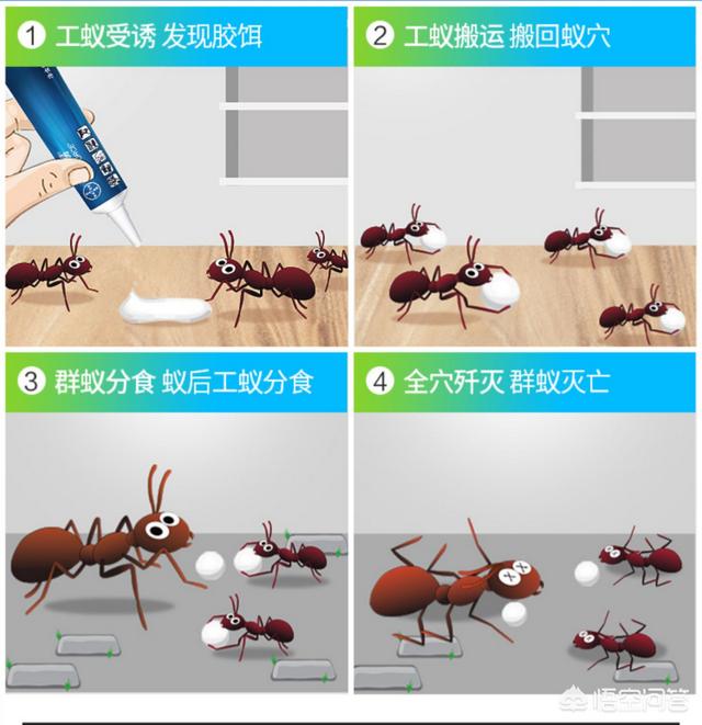 有蚂蚁怎么灭掉呀:灭蚂蚁最简单最有效的方法？