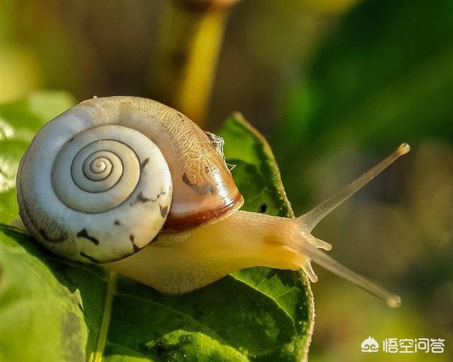 蜗牛与田螺和海香螺是什么关系？为什么它们都套着一个相似的螺旋外壳？