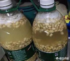 熟黄豆对虎皮兰的作用:虎皮兰的养殖方法是什么？