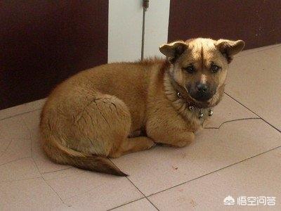 摔死柯基的何兴丽 黑料:成都摔死柯基犬事件中，如何在法律上证明该柯基犬属于原主人？