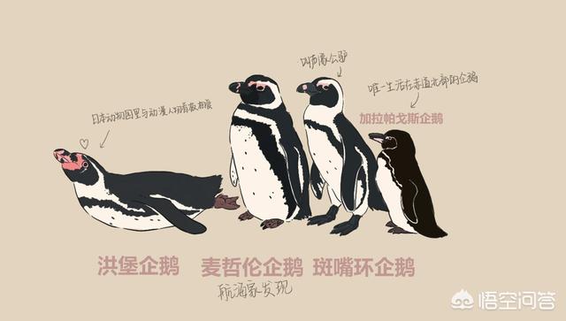 企鹅生活在哪里的南极:非洲真的有企鹅吗？与南极企鹅有何区别？