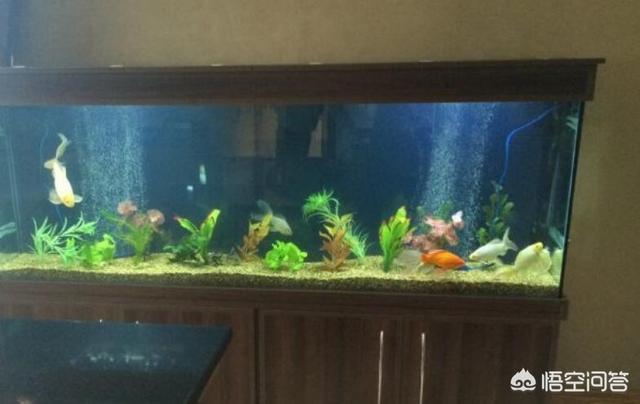 水族箱锦鲤鱼怎么养:请问鱼缸里的锦鲤怎样养才不容易死？