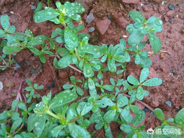 你们老家,夏天有什么野菜可以吃？