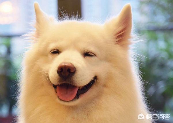 四个月纯种弓背犬图:为什么养的萨摩耶四个月了，耳朵还不立起来呢？
