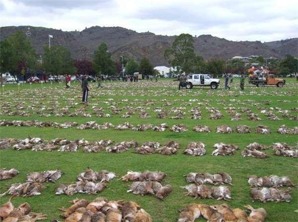 十只兔子诡异在哪，澳大利亚的人兔大战是怎么回事