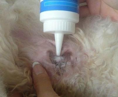 氯霉素滴耳液:氯霉素滴耳液什么功效 狗狗耳朵有异味怎么办？需要定时清理耳朵吗？
