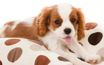 狗狗耳螨在家怎么治疗，狗狗为什么耳朵里会有螨虫，应该怎么处理