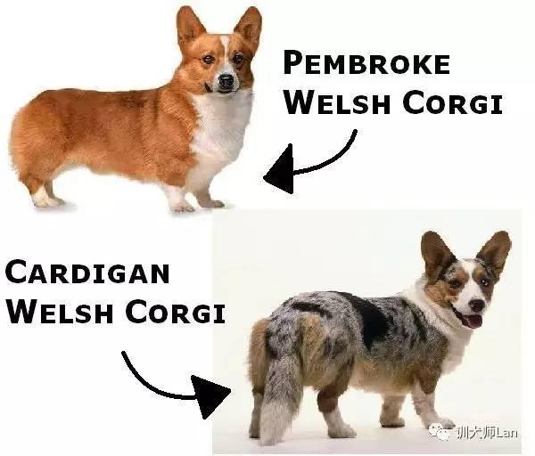 拉布拉多猎犬寿命:想养只柯基或者拉布拉多，哪种比较适合我？