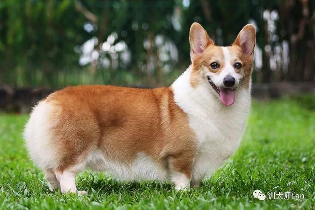 拉布拉多猎犬寿命:想养只柯基或者拉布拉多，哪种比较适合我？
