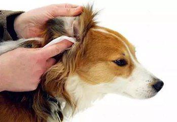 狗狗耳螨在家怎么治疗，狗狗为什么耳朵里会有螨虫，应该怎么处理