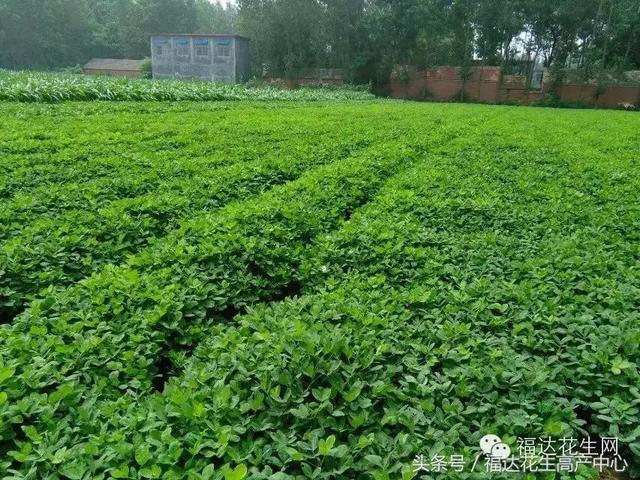 山边种植花生视频,地膜花生种植视频