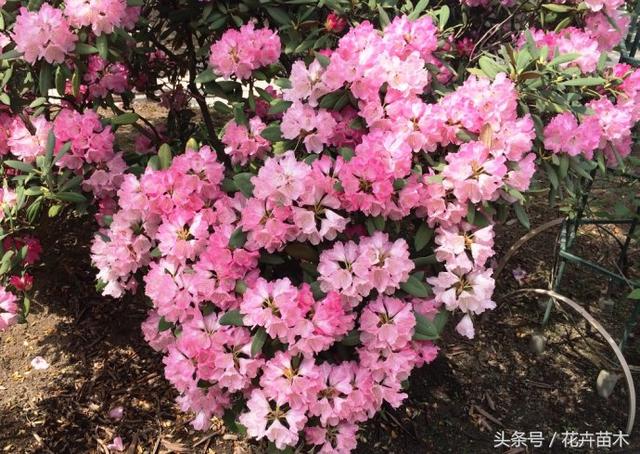 头条问答 石楠花如何栽培 5个回答