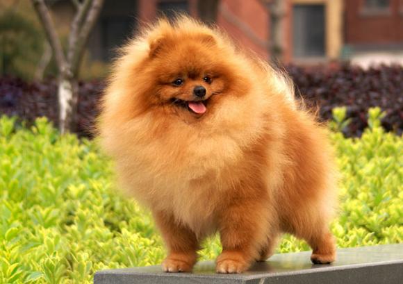 英系博美犬吃饭视频:博美犬应该如何饲养？需要注意什么？ 博美犬吃狗粮好还是吃饭好