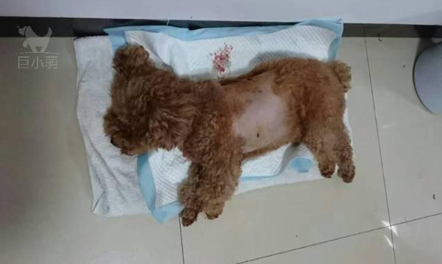 如何抓偷狗賊:为盗窃纯种名犬，临海一男子使出“美狗计”, 你怎么看？ 如何找到偷狗贼