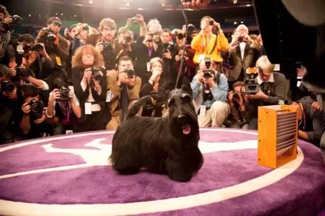 apex寻血猎犬震慑者:apex寻血猎犬威吓者 农村人差不多家家都养狗，你知道为什么吗？