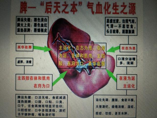 脾在人体的作用图片