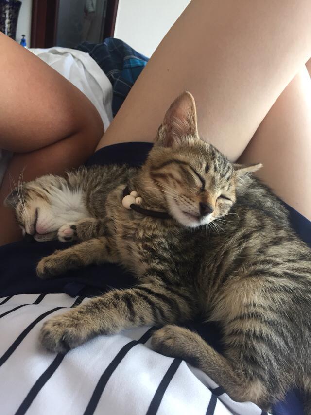 两只小猫咪图片:两只小猫咪图片大全可爱 从奶猫到成猫，颜值是如何演变的呢？