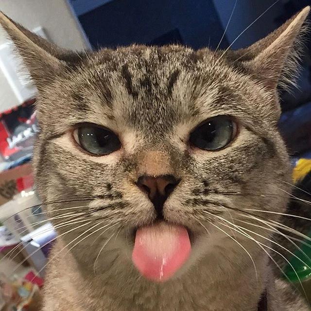 可爱的猫猫狗狗:猫咪或狗狗的歪头杀，是在卖萌还是在思考？