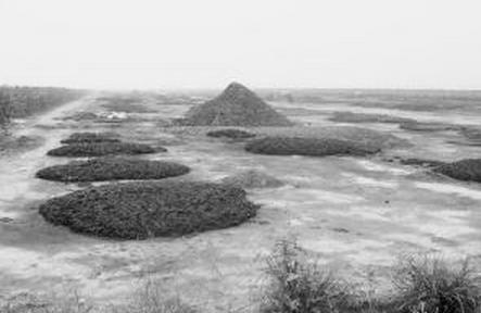 走东方运是什么意思,为什么好运都叫“走了狗屎运”？