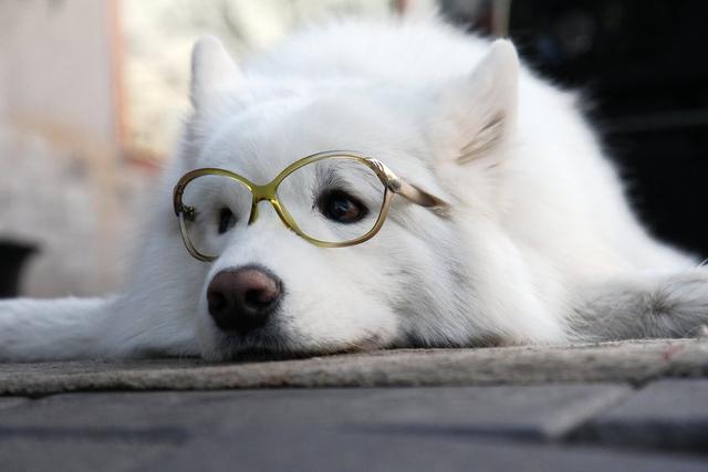萨摩犬图片大全:萨摩耶犬和阿拉斯加犬，你会选择养哪个？