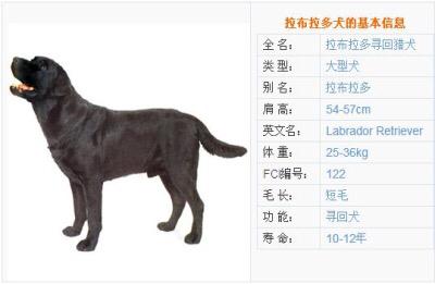 拉布拉多犬介绍图片:黑色的拉布拉多犬品种纯吗？ 拉布拉多犬图片黑色
