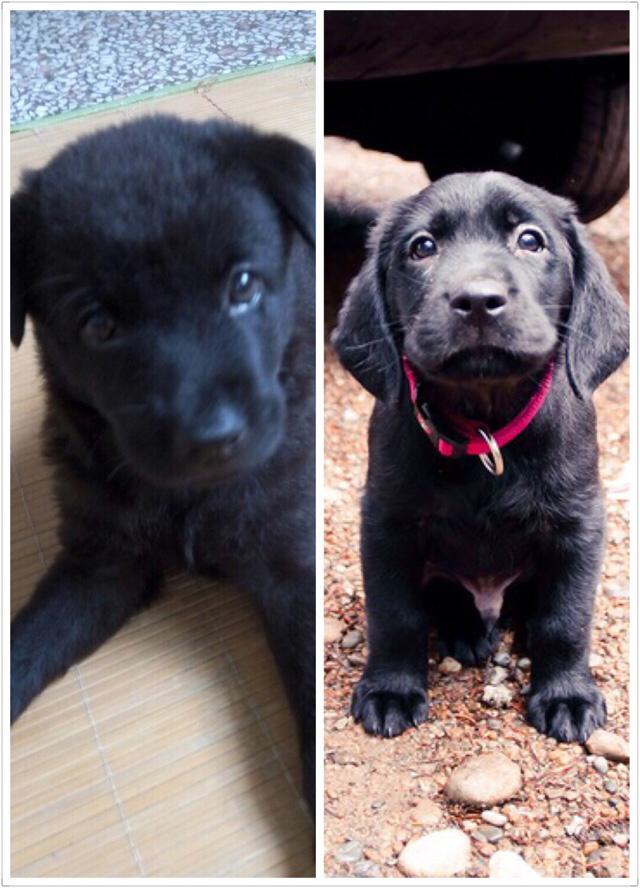 拉布拉多犬介绍图片:黑色的拉布拉多犬品种纯吗？ 拉布拉多犬图片黑色