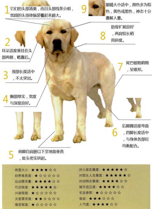 拉布拉多犬介绍图片:黑色的拉布拉多犬品种纯吗？ 拉布拉多犬图片黑色